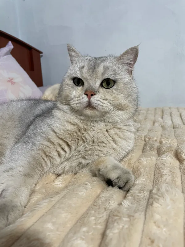 британский серебристый котенок winwilla 2