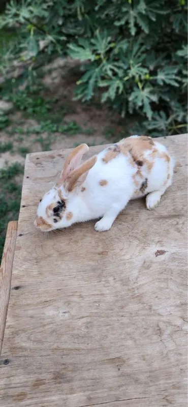Quyonlar toza kasal emas 2 Quyonlar toza kasal emas 2