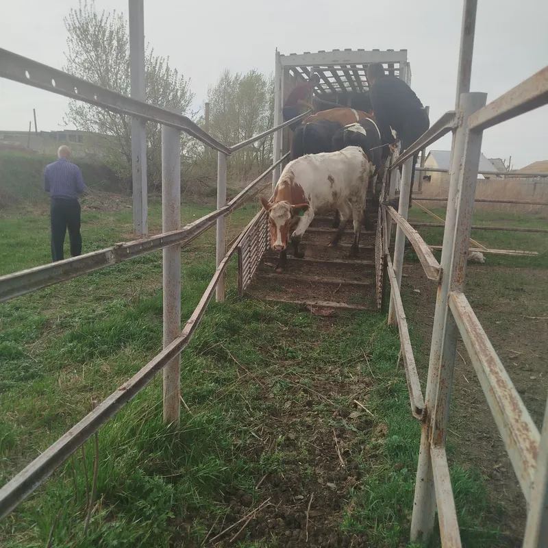 Сут йуналишдаги 5-6-7 ойлик Бугоз гуножинлар 2 ёшликгача 2 Сут йуналишдаги 5-6-7 ойлик Бугоз гуножинлар 2 ёшликгача 2