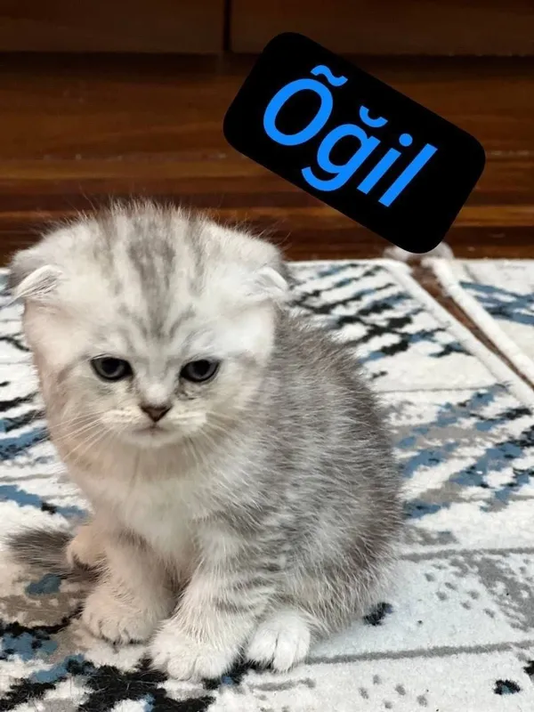 Skotish fold mushukchala скотишфолд котятя 3