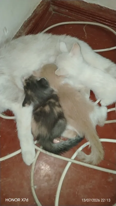 mushuk bolalari tekingga 4