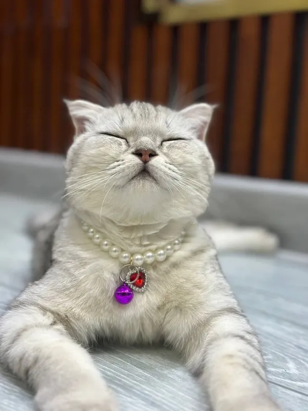 [scottish fold) 6 месець девочка