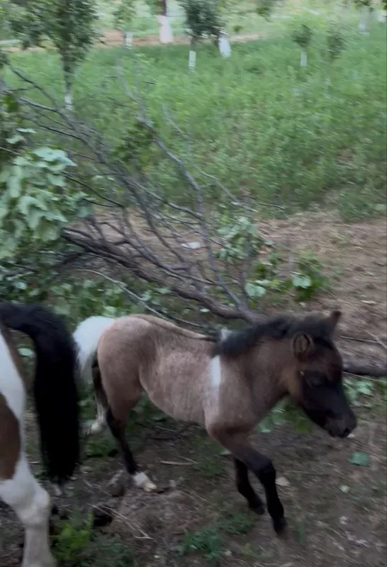Poni ot bolasi sotiladi sog’lom