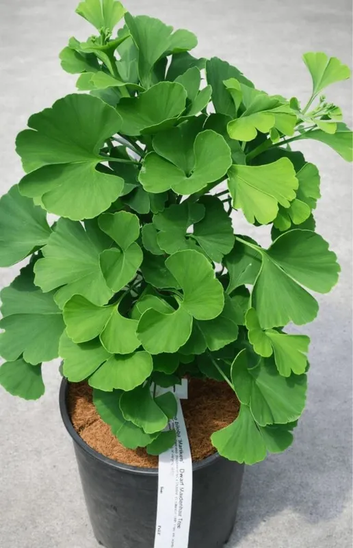 ginko biloba kochati