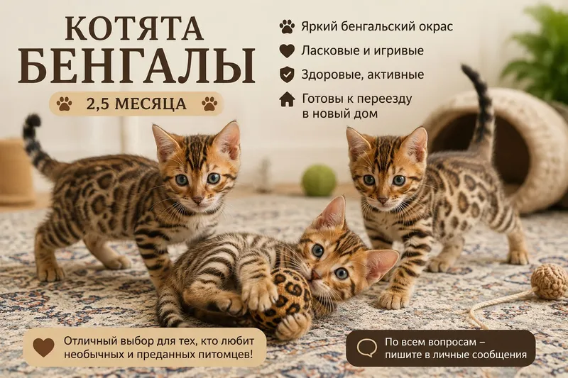 Готовы к Продаже Чистые Бенгалы 2.5 месяца