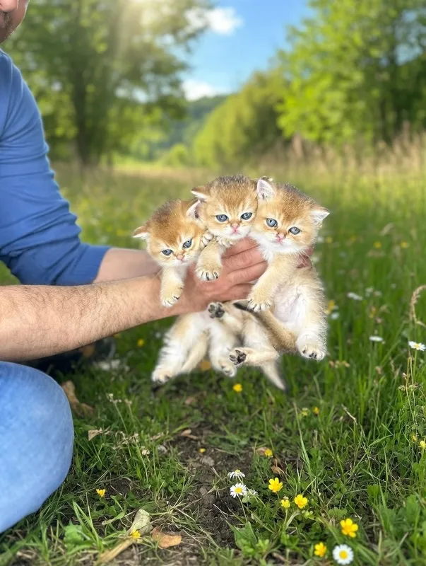 Золотистый шиншилла котёнок — фото 6