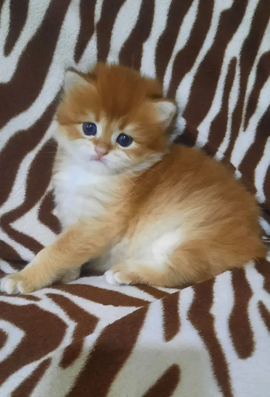 Продаётся британский котёнок  золотая шиншилла