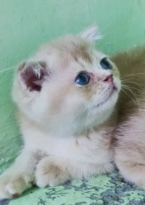 Породистые котята 2 Породистые котята 2