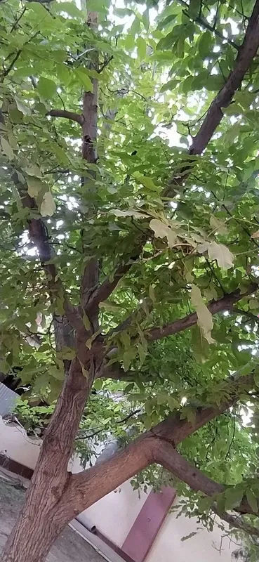 Yongoq daraxti sotiladi 3 Yongoq daraxti sotiladi 3