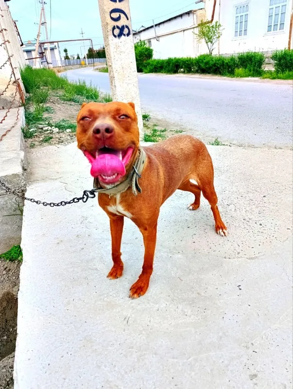 pitbull 3 yosh urgochi tug‘magan real oladiganlar bezovta qilsin
