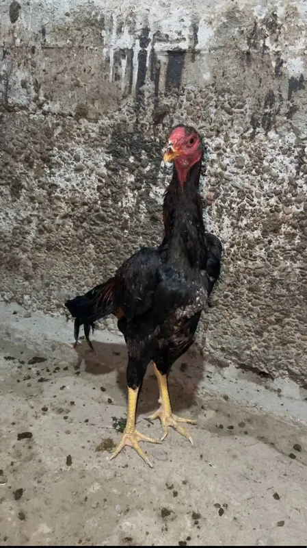 3 ta xòroz sotiladi 3 chalasiyam 7 oylik — фото 2