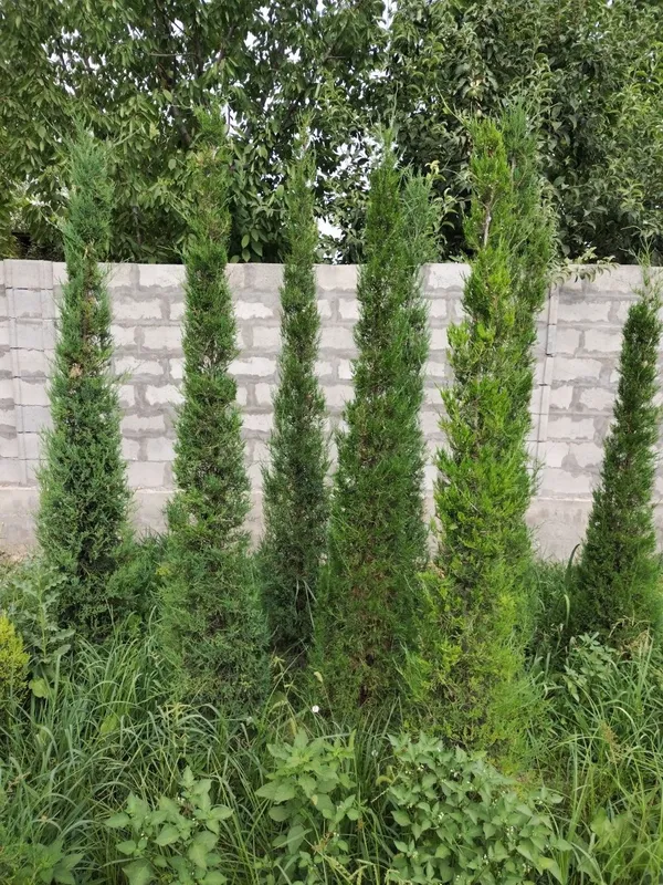 Prezidentski archalar