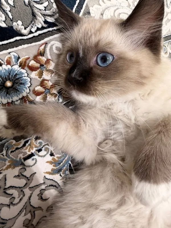 Продаётся Регдолл котёнок!!! 3 Продаётся Регдолл котёнок!!! 3