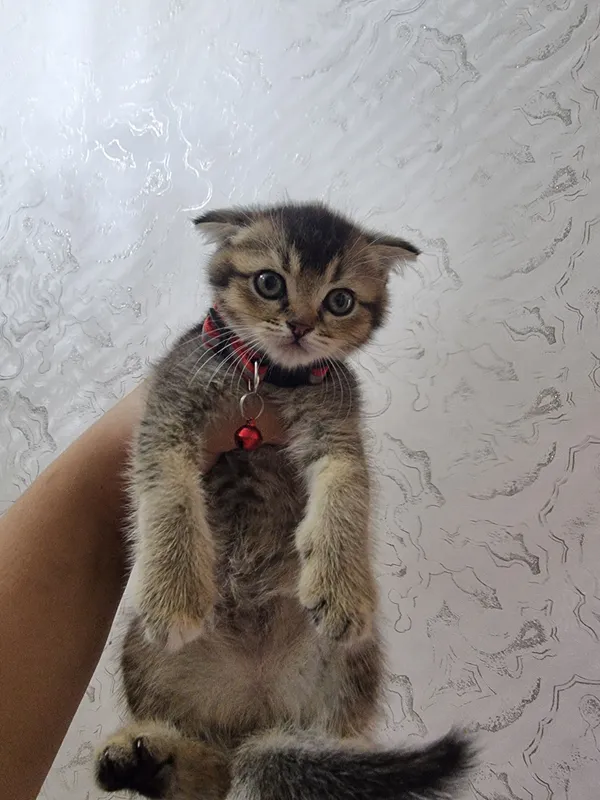 Котята скоттиш фолд и страйт золотые шиншилла 2
