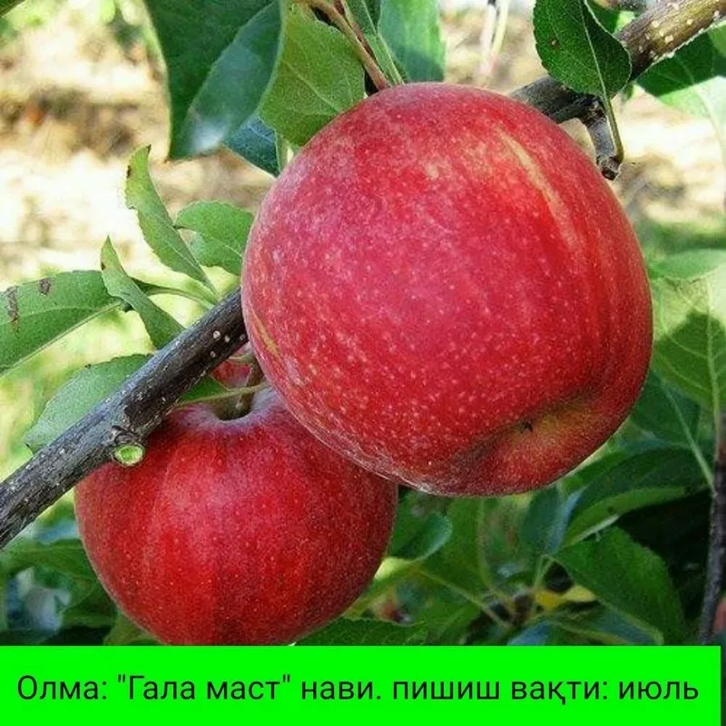 ОЛМА Кучатларини 14 хил сорти бор сортига кафолат берамиз — фото 3