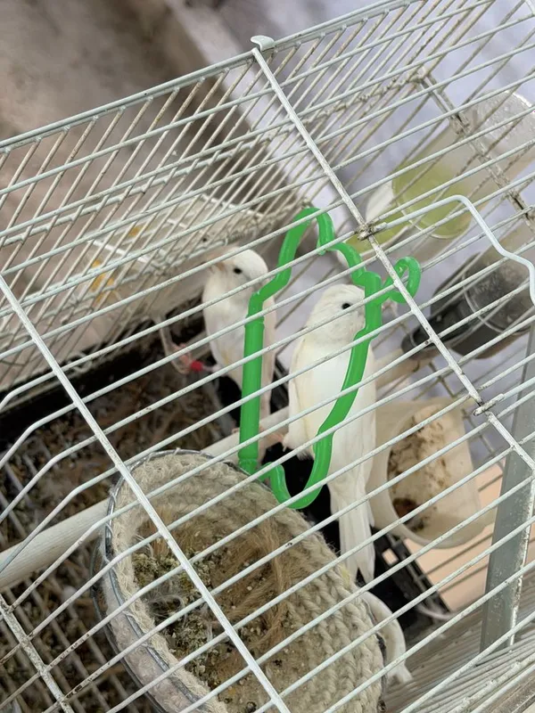 Продается конорейки 2