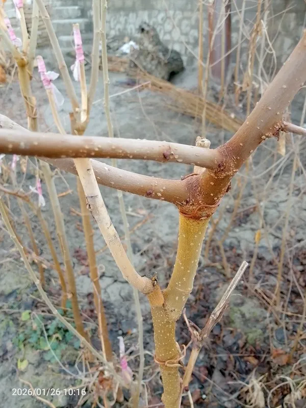 Tut Balxiy koʻchatlari sotiladi — фото 3