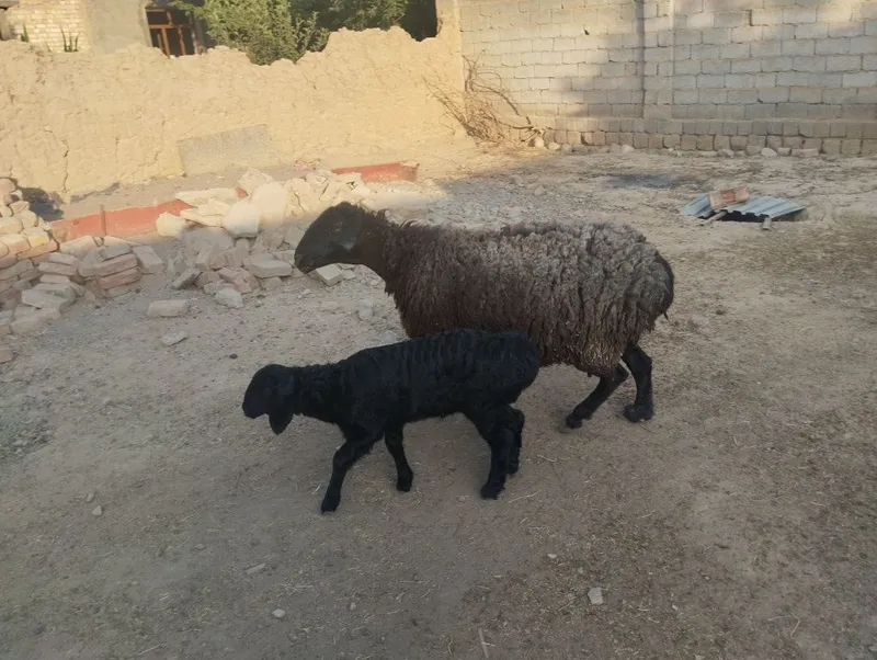 Ona bola qoy sotiladi boladi qochqorcha 3 bolasi