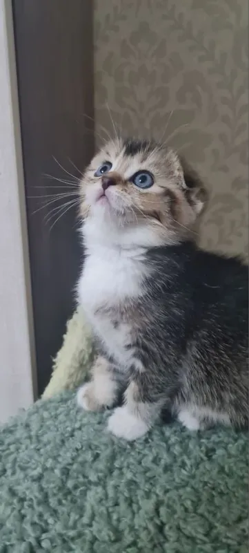 Красивые Котята скотиш фолд — фото 1