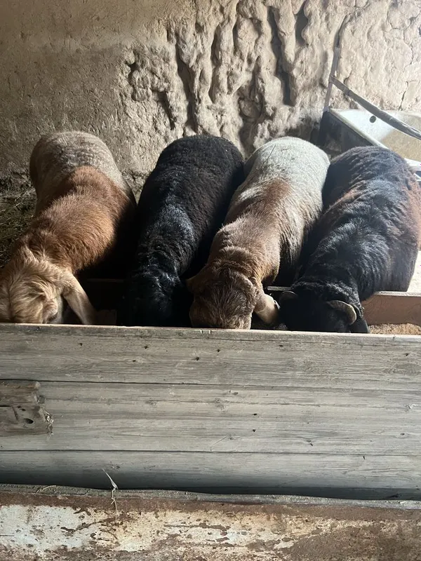Qoyla sotiladi toza yemda boqilgam semiz — фото 1
