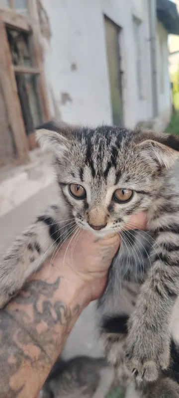 Котята в хорошие руки 2