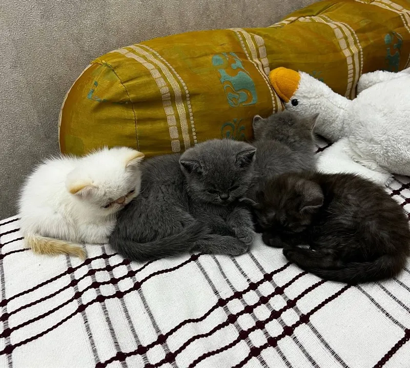 экзотические короткошерстные кошки котята 1 экзотические короткошерстные кошки котята 1