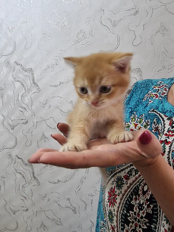 Котята скоттиш фолд и страйт золотые шиншилла 5