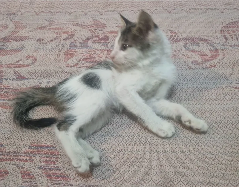 Отдам котят бесплатно 3
