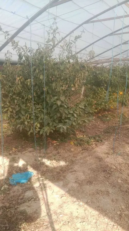 Lemon daraxti sotiladi hosilga kirgan tayor daraxti — фото 2