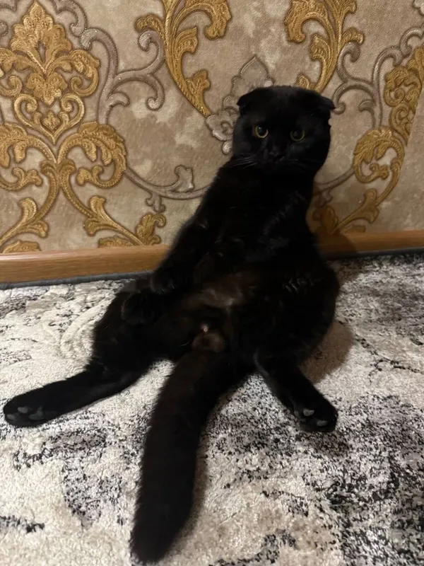 Вязкага мушу скоттиш фолд 2