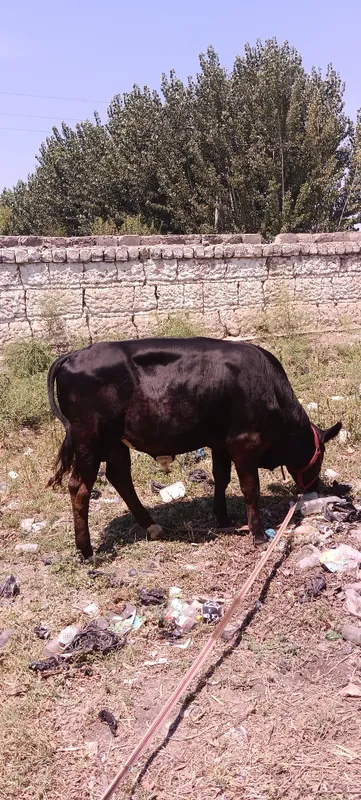 super pora buqaaaa 3 super pora buqaaaa 3