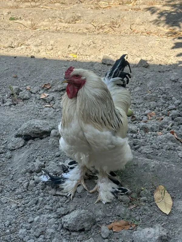 Продаются куры породы брама 2 Продаются куры породы брама 2