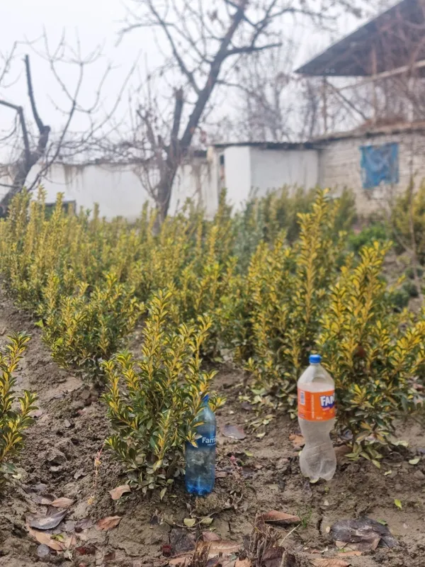 Shamshodlar sotladi manzil Quva