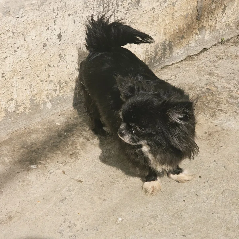Voyaga yetgan chihuahua urg‘ochisi 6 Voyaga yetgan chihuahua urg‘ochisi 6