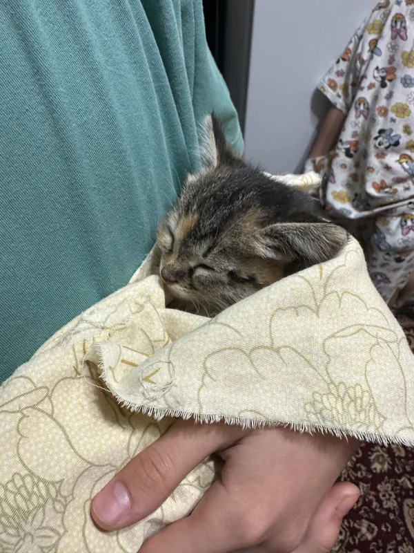Отдам в добрые руки котенок