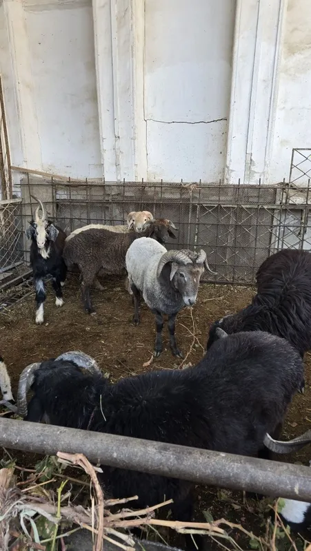 Tagallar tez va arzon narzda sotiladi — фото 3