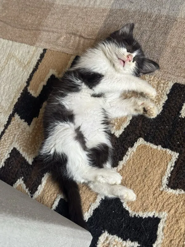 Котик бесплатно — фото 3