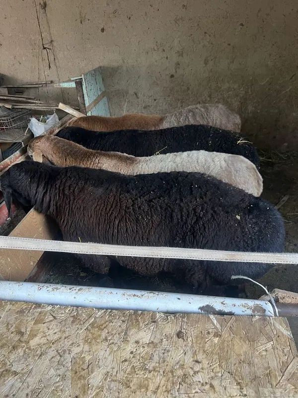Qoyla sotiladi toza yemda boqilgam semiz