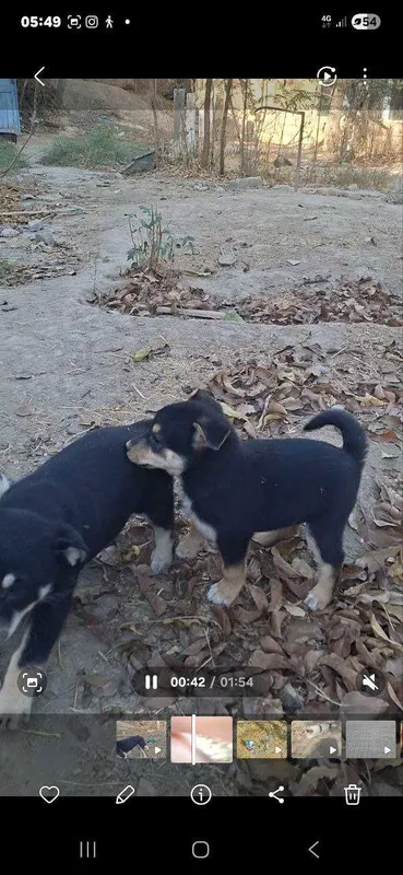 Tekin kuchukchalar 1,5 oylik 2 Tekin kuchukchalar 1,5 oylik 2