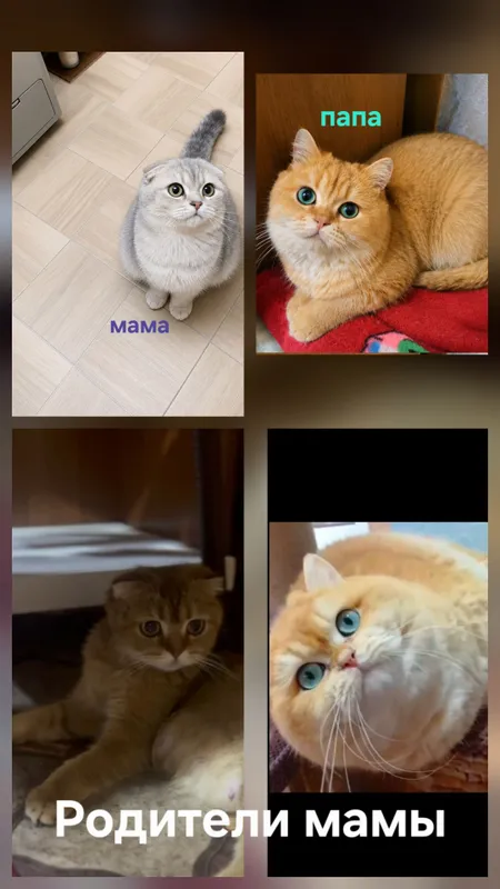 Sof zotli mushukcha 3