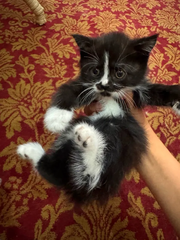 Скоттиш страты — фото 2