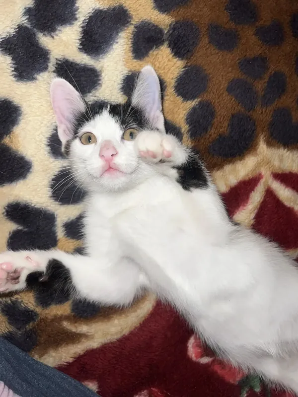 Отдаем котика в добрые руки — фото 1