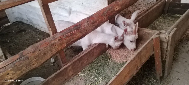 Echki bolalari sotiladi 1