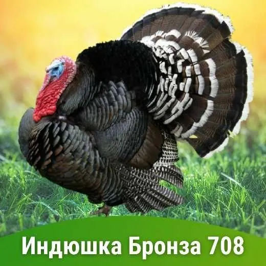 Индюк Бронза 708 яйца прямиком из Франции