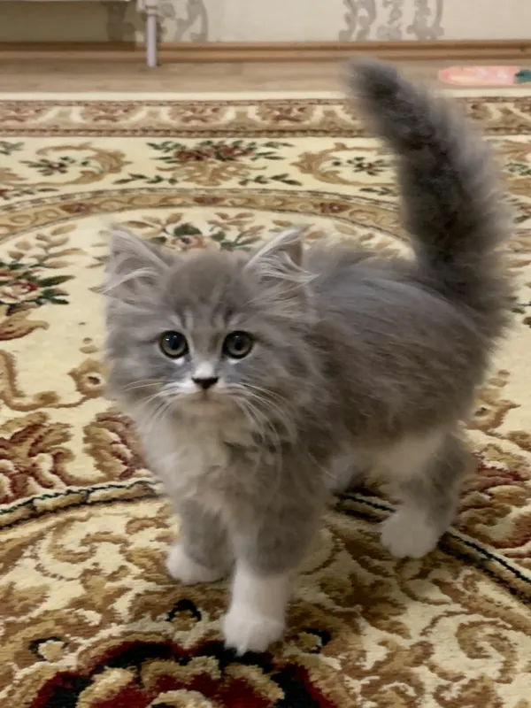 Очень милая кошечка