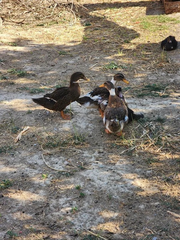 3 ta o'rdak 3 ta indautka sotiladi 5 3 ta o'rdak 3 ta indautka sotiladi 5