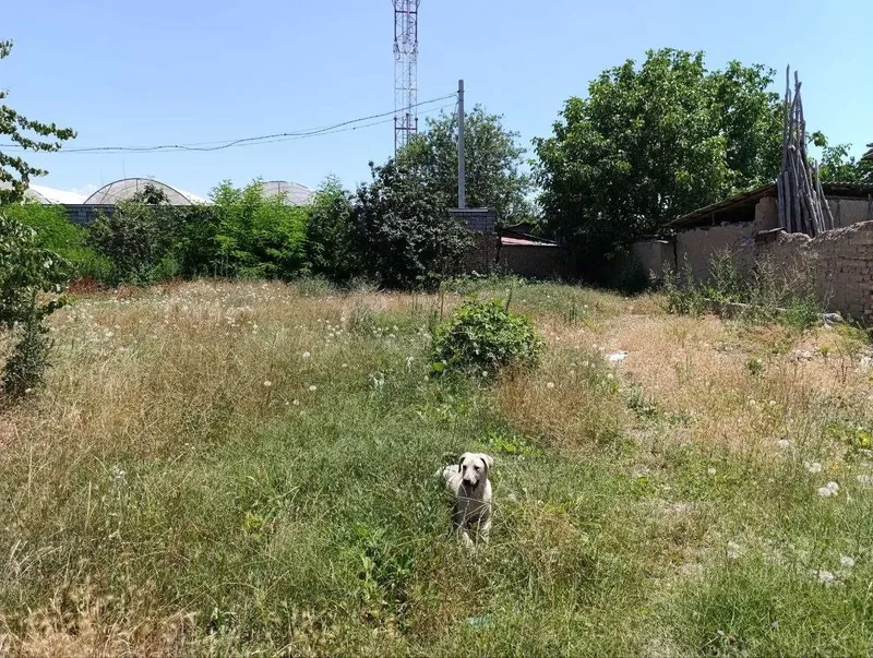 Продается своя участка под 3 котеджей (рядом с Дурмон)