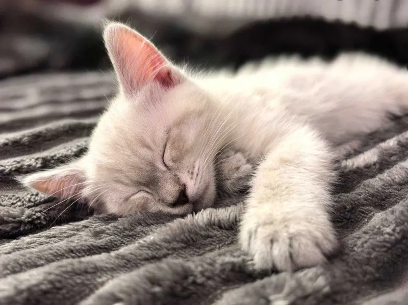 Котята породистые! Пристраиваются котята помесь русской голубой — фото 4