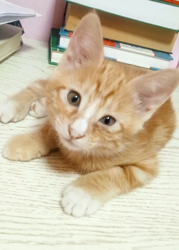 Yapon porno gozal Gayrioddiy jinsiy aloqa mashinalari