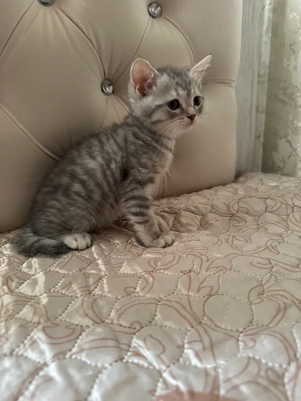 Scottish Fold mushukchasi 5